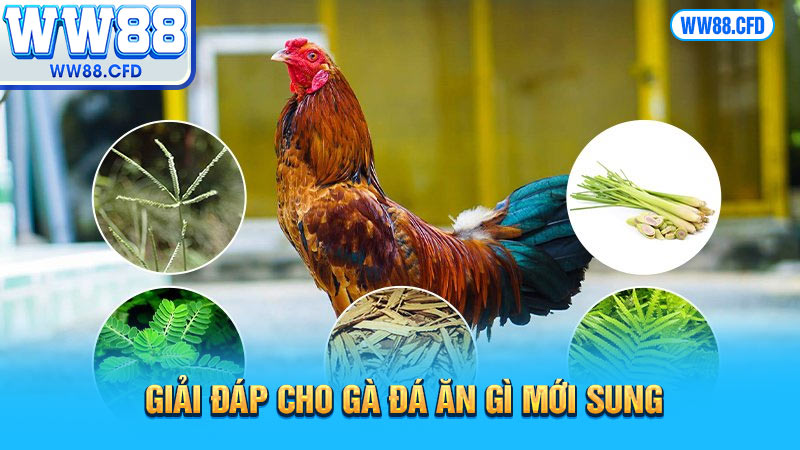 Giải đáp cho gà đá ăn gì mới sung