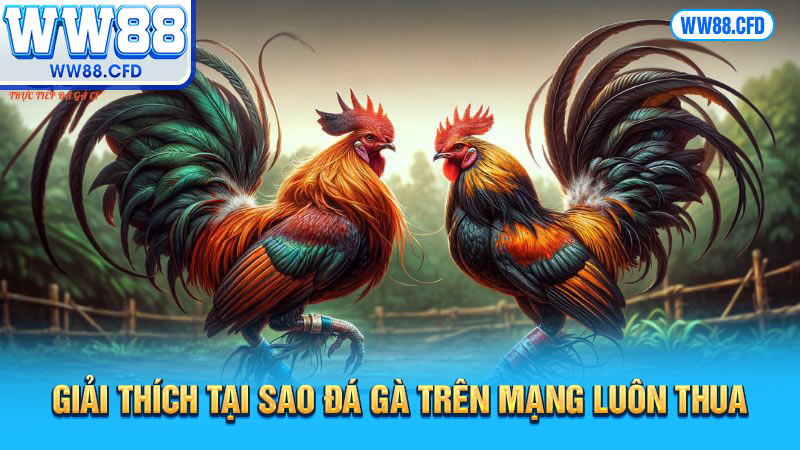 Giải thích tại sao đá gà trên mạng luôn thua 