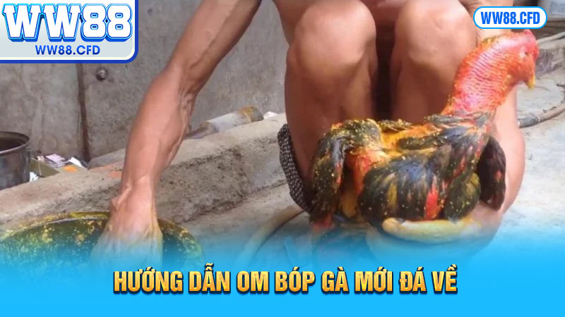 Hướng dẫn om bóp gà mới đá về