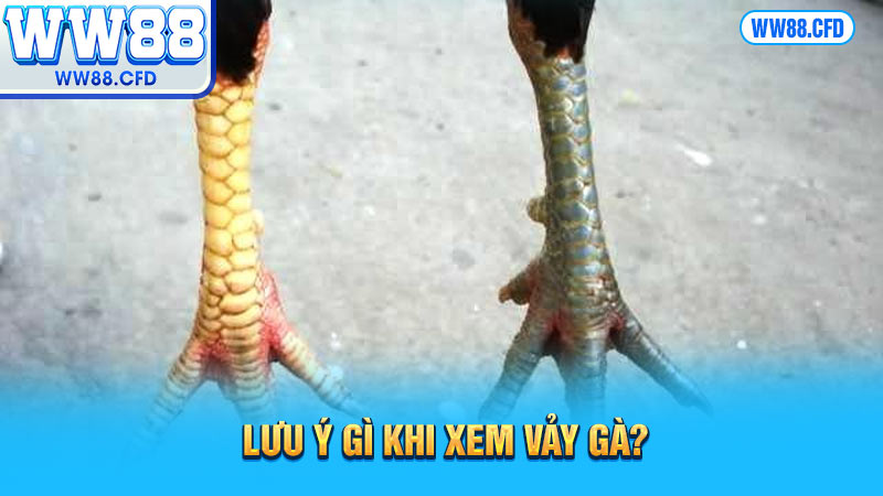 Lưu ý gì khi xem vảy gà?