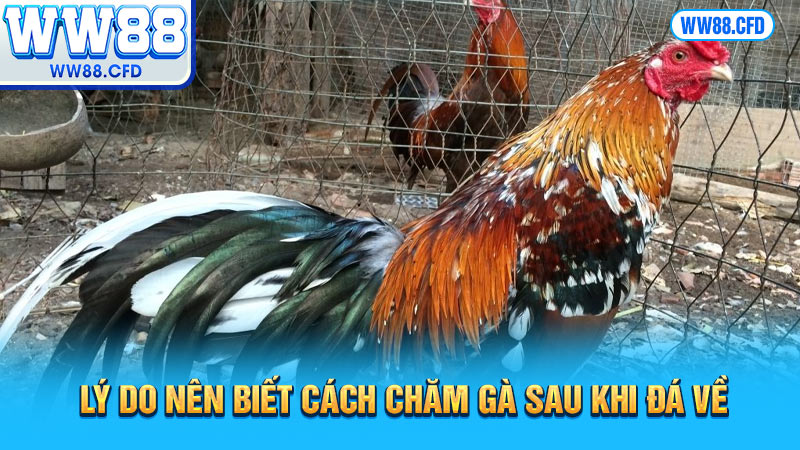 Lý do gà mới đá về nên làm gì