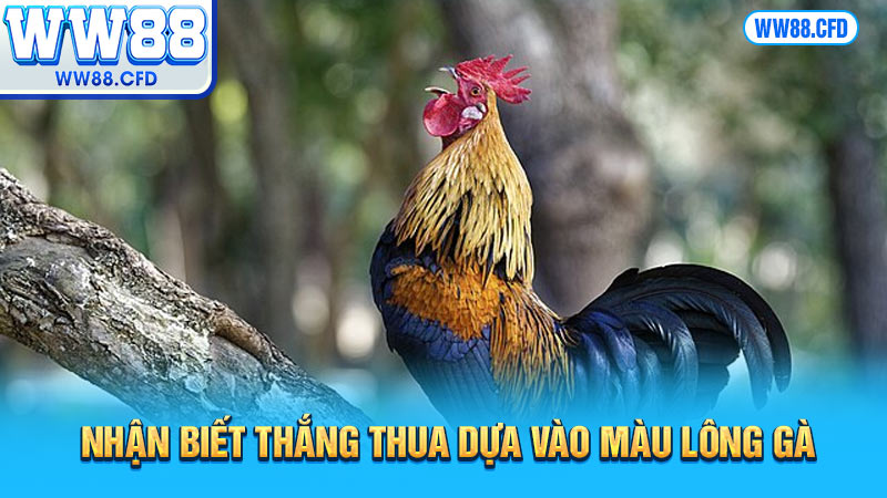 Nhận biết thắng thua dựa vào màu lông gà