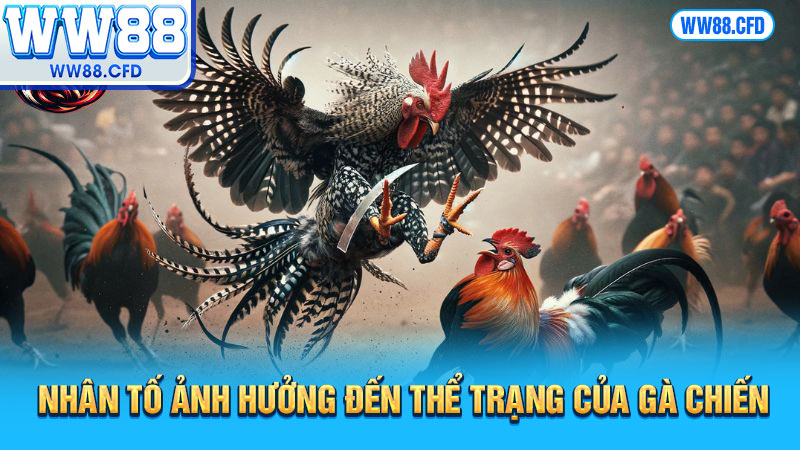 Nhân tố ảnh hưởng đến thể trạng của gà chiến