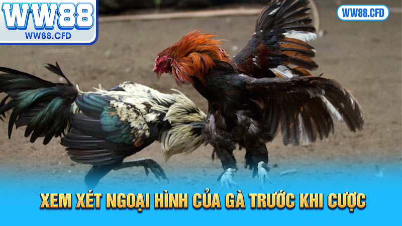 Xem xét ngoại hình của gà trước khi cược